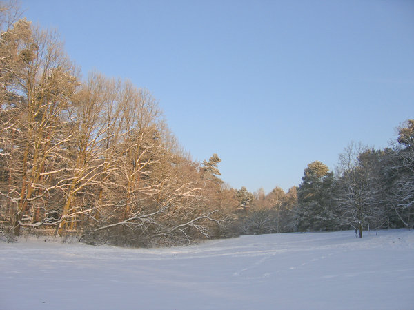 peaceful winter park scenery