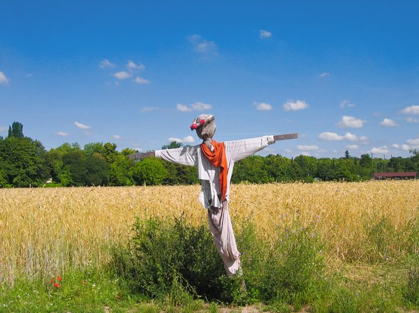 scarecrow at wheat field 2