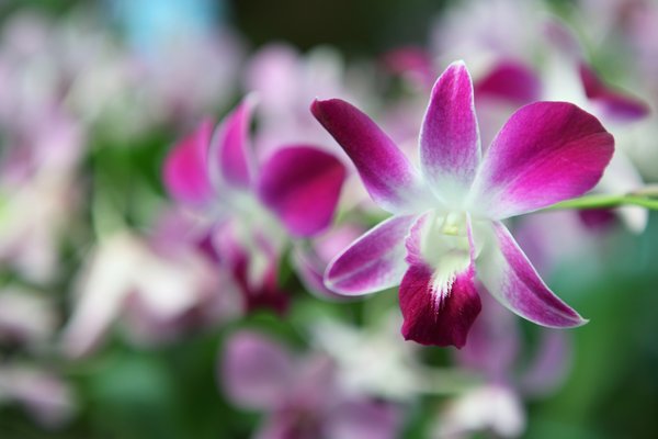 Purple Orchids 2