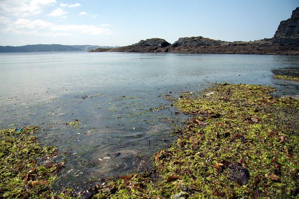 Seaweed in the beach 2
