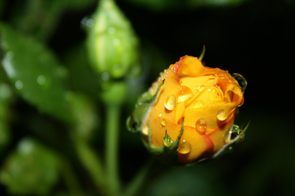 Wet Rosebuds