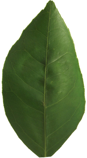 Citrus Leaf