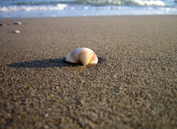 Little Shell on the Beach