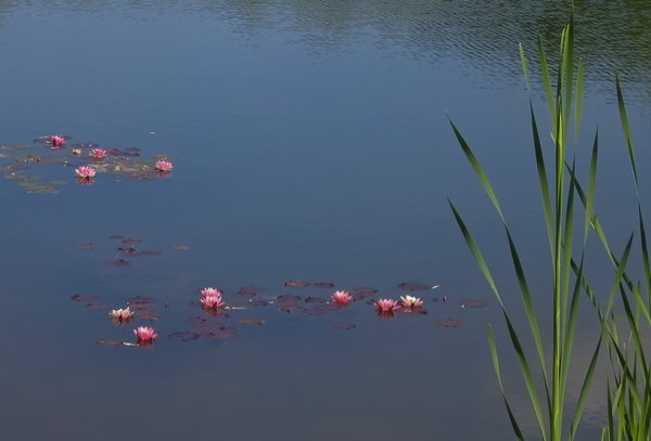 water lilys on a pond 2