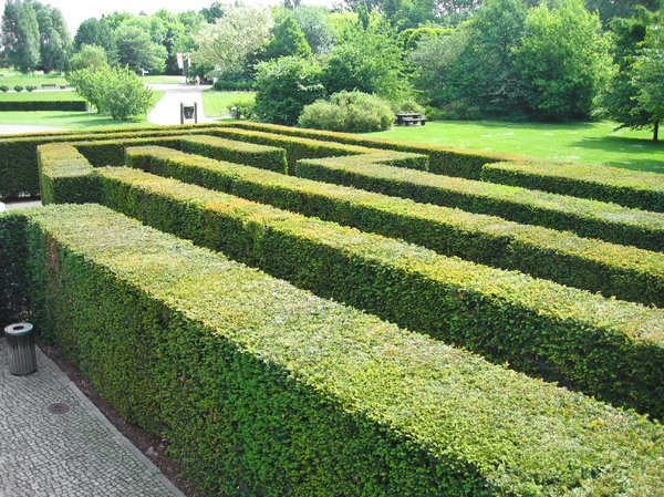 yew hedge maze 3