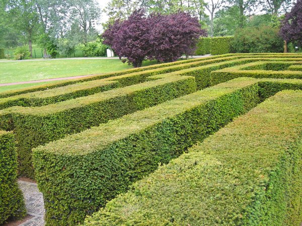 yew hedge maze