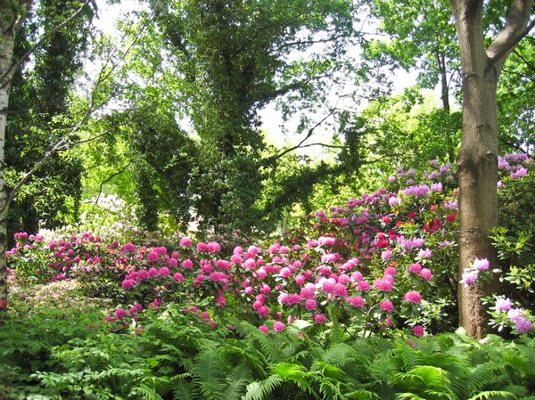wild rhododendron scenery