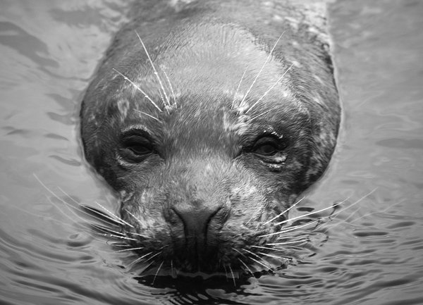Seal in Black & White
