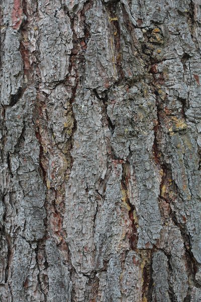 Tree outer bark