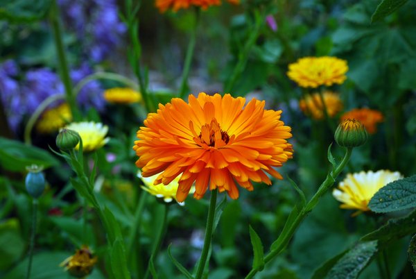 marigold-calendula