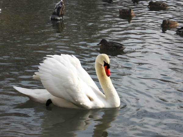 swan king