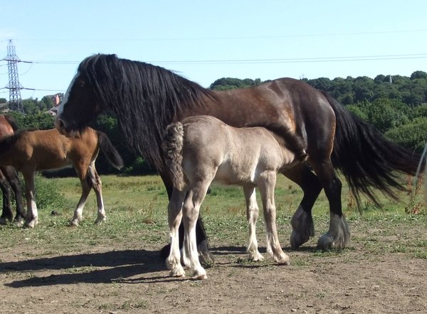Draught Horses; Mares and Foal