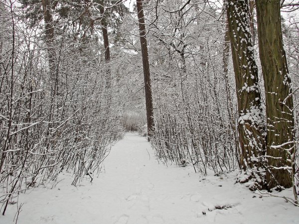 winter forest walkway