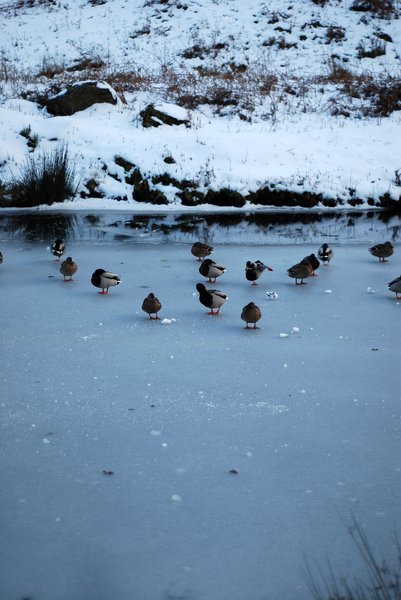 frozen river with ducks 1