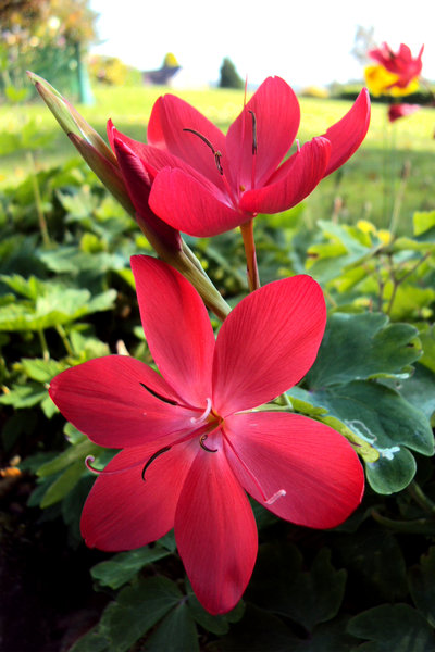 Red Kaffir lily