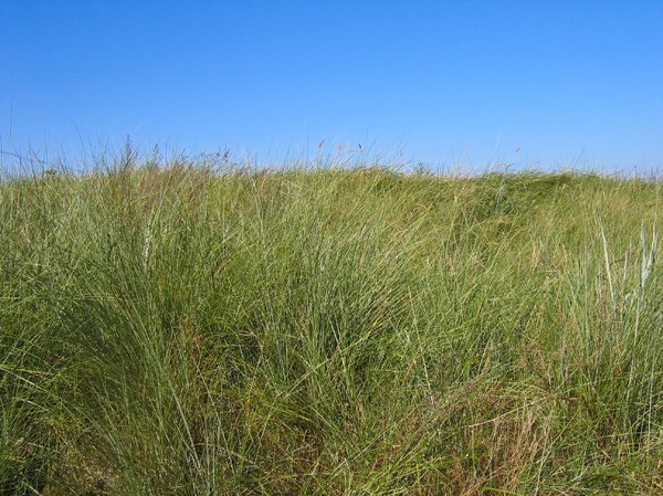 dune grass at the beach