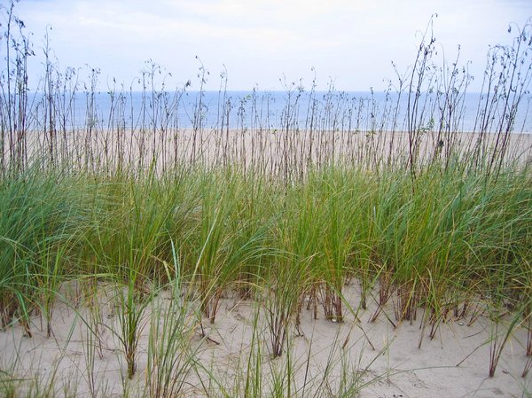 dune grass at the coast