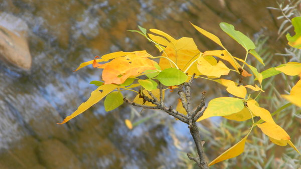 Leaves over the river
