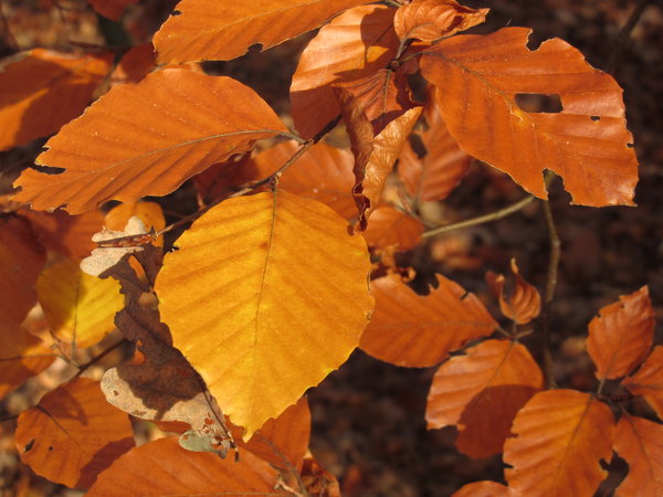 autumn beech leaves 2