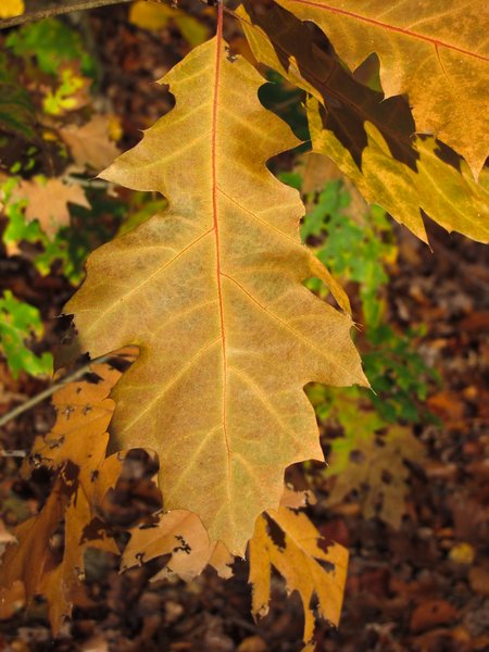 brown autumn oak leaves