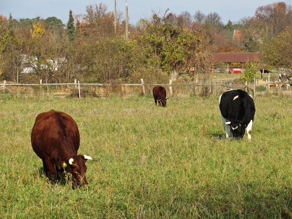 grazing cows 3