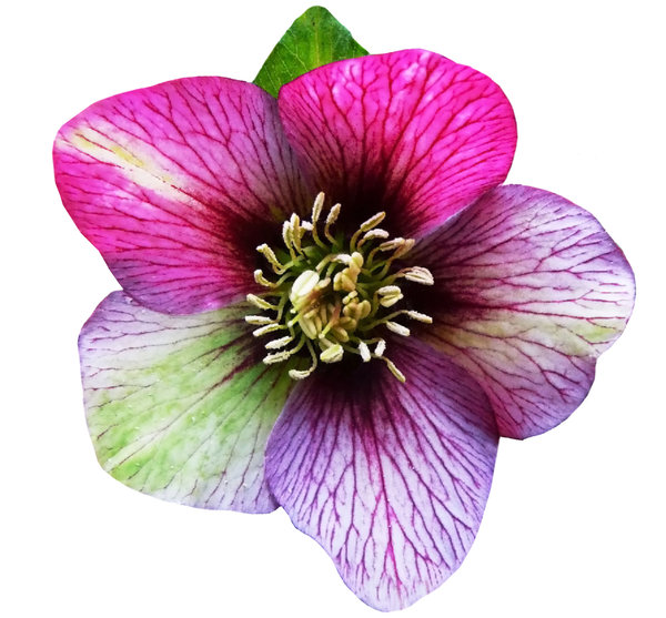Hellebores in the pink