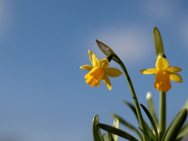 Daffodils with blue sky