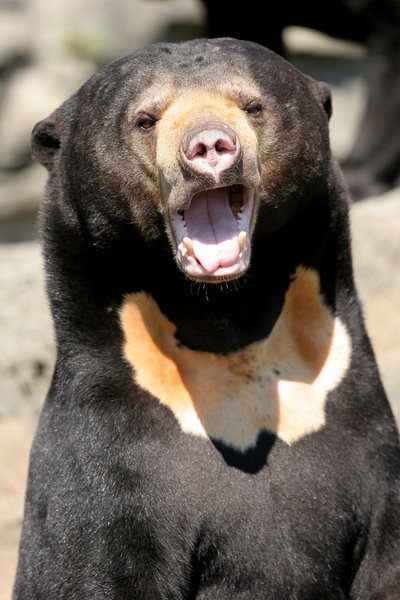 Sun Bear Laughing