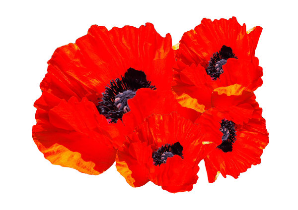 Red Poppies on white