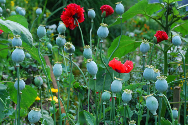 poppy capsules