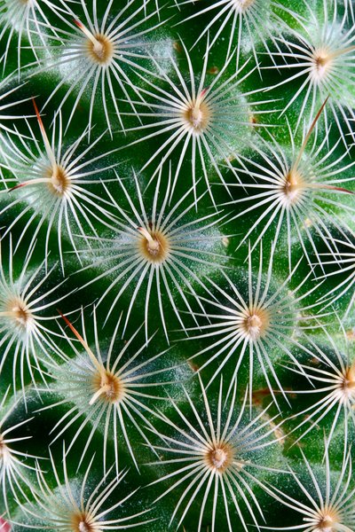 Cactus Texture