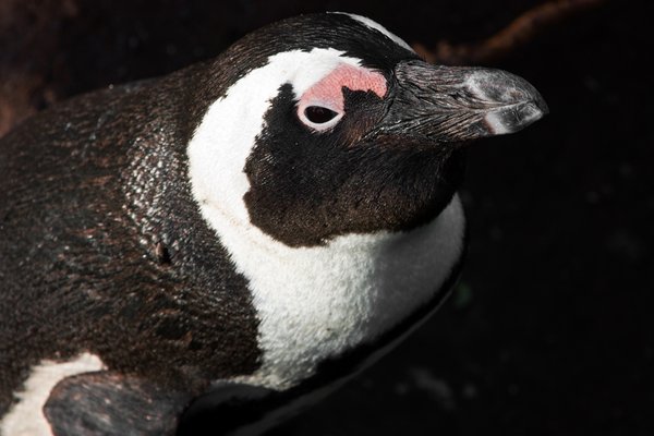 African Penguin Close-up