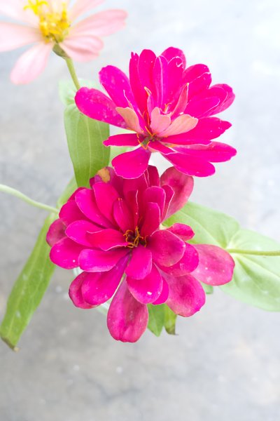 Pink Flowers 2