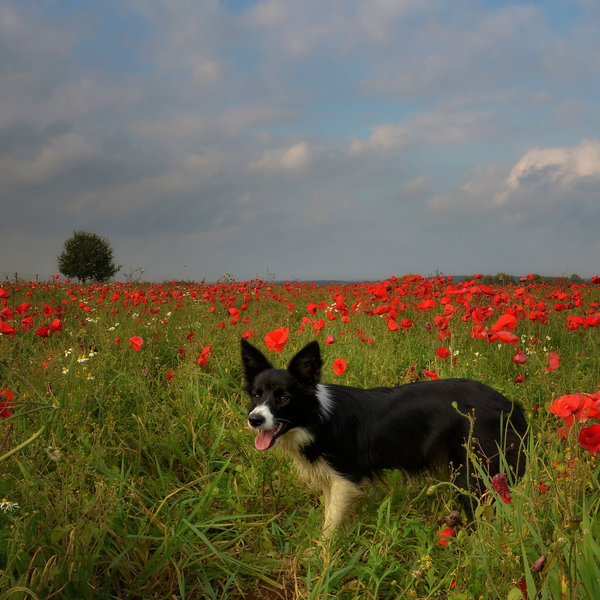 A bordie  in a red field