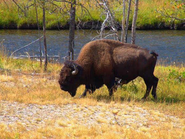 Bison - Yellowstone
