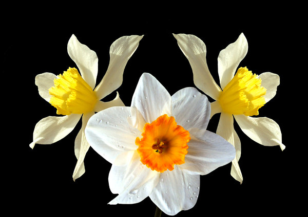 Easter daffodils