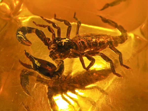 scorpion in bastard amber 3