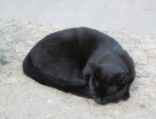 black street cat
