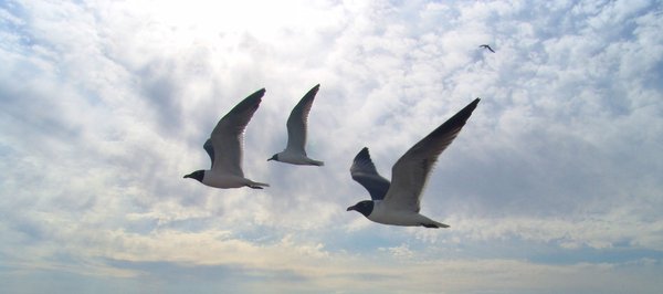 Seagulls on the wing
