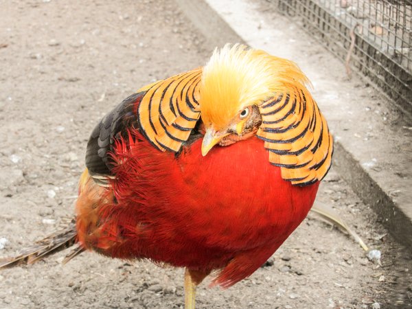 golden pheasant 2