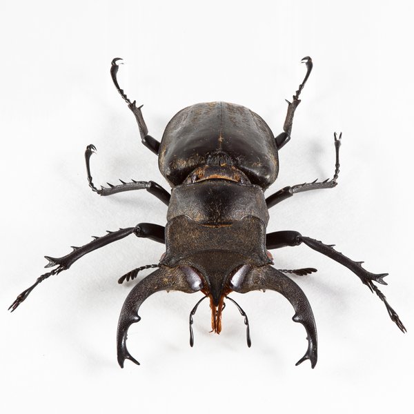 Lucanus Formosanus Beetle
