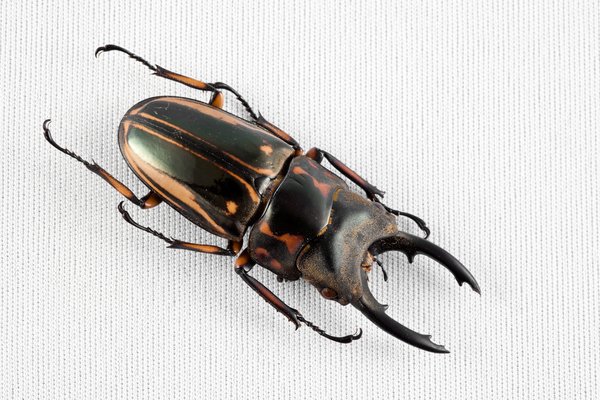 Prosopocoilus Zebra Beetle