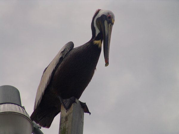 Perched Pelican