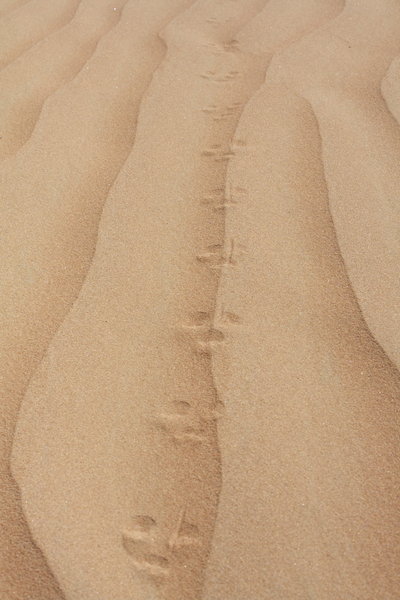 Animal Footprints in the sand