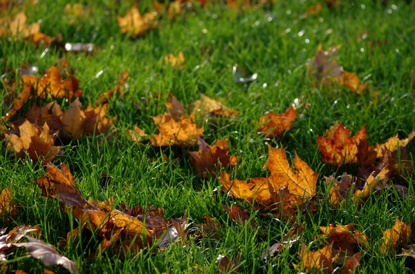 Leafs  on the lawn