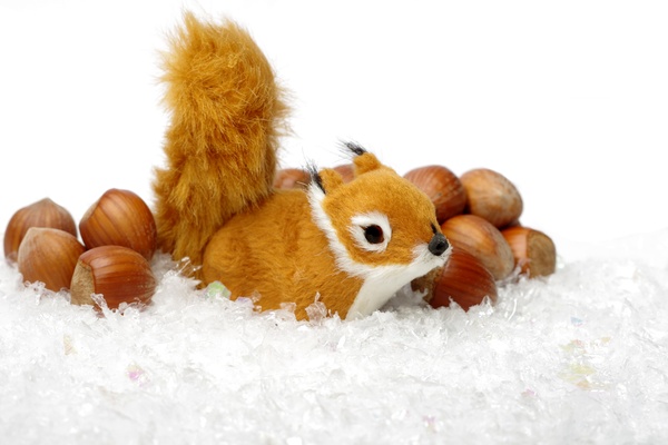 Squirrel, hazelnuts and snow