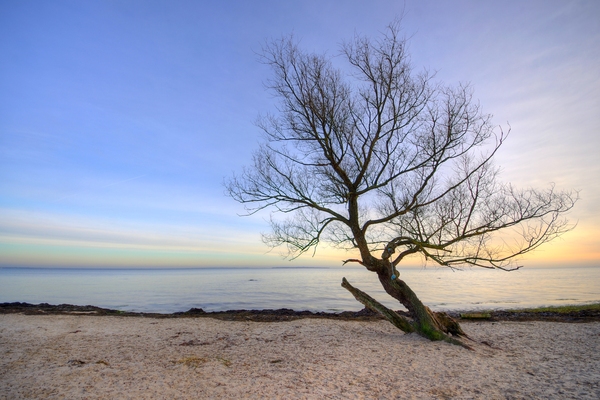 Tree on a beach - HDR