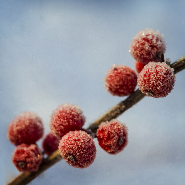 Winter berries