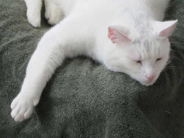 Lazy white cat