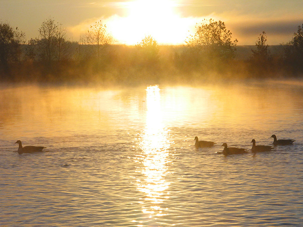 ducks at sunset